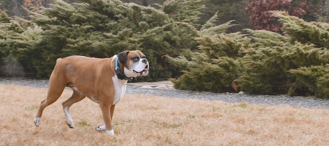 Boxer puppy peeing outlet in the house